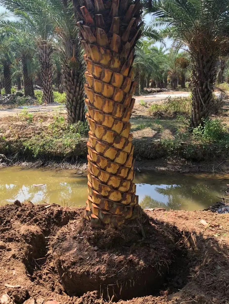 1742371804305820.jpg 6.jpg